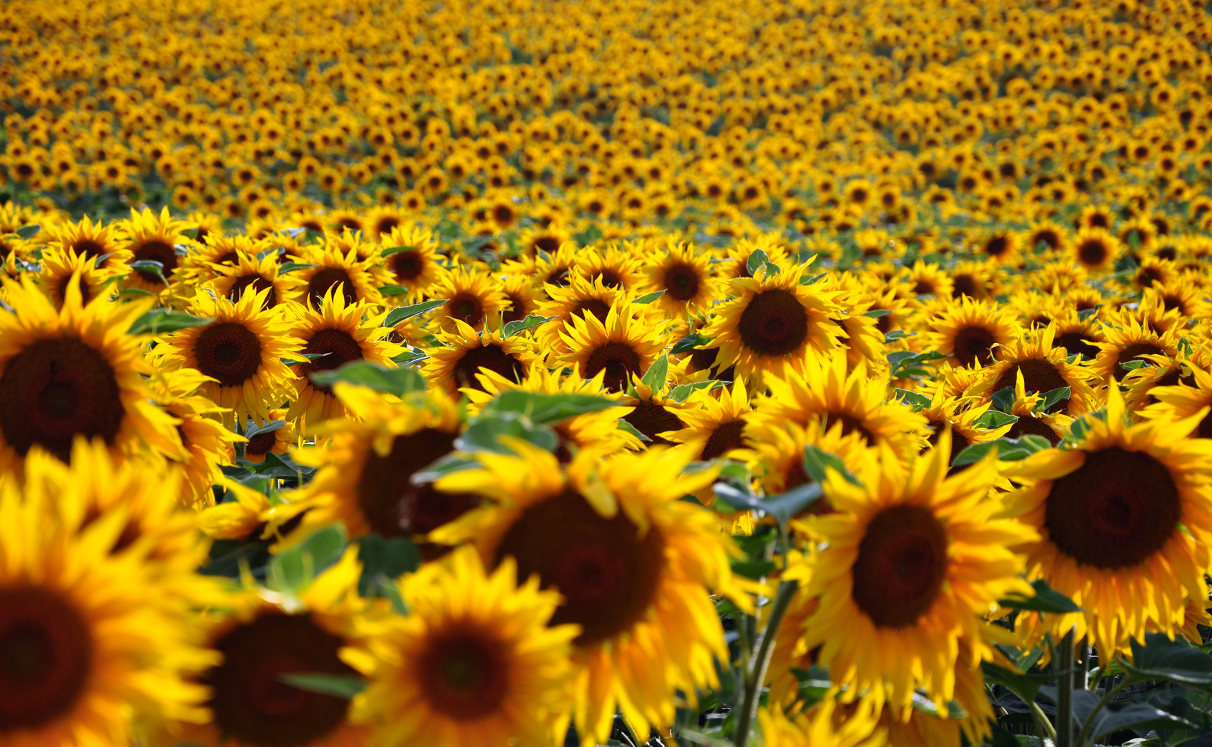 sonnenblumen-der-sonne-zu